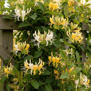 Japanese Honeysuckle | Lonicera Japonica 'Chinensis' | 4 Plants in 1.5L Pots